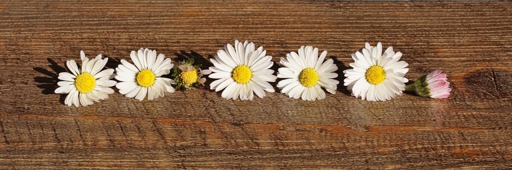 Daisies in a row