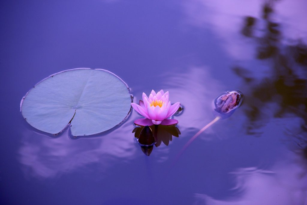 Pink lotus blooming in a pond next to a pad.